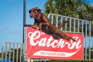 2018 Hogs and Air Dogs @ Six Bends Harley Davidson
