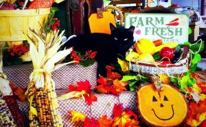 Fort Myers Fall Festival At Southern Fresh Farms @ Southern Fresh Farms