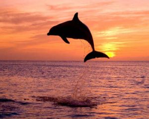 WINE, DINE AND FINDS MEETUP Sunset & Dolphin Cruise - Cape Coral