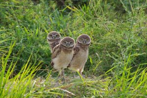 17th Annual Burrowing Owl Festival @ Rotary Park