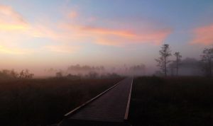 Wild Turkey Strand Preserve - Free Guided Nature Walk @ Wild Turkey Strand Preserve
