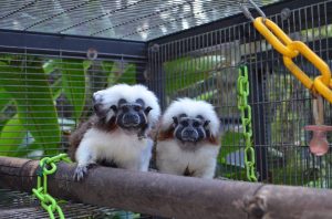 1st Annual TLC Primate Retreat Picnic @ TLC Primate Retreat