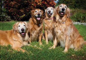 GoldenFest @ The Shell Factory