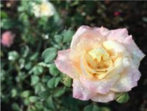 Florida Friendly Garden Tour @ Cape Coral Historical Museum