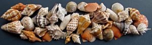 82nd Annual Sanibel Shell Festival