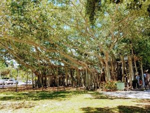Free Family Movie Night Under the Banyan! @ Edison and Ford Winter Estates