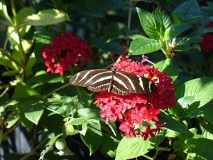 Butterfly Garden Design @ Rotary Park