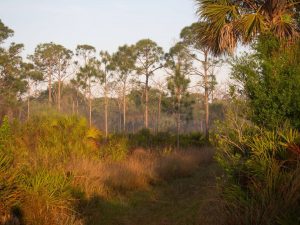 Free Guided Nature Walk - Yellow Fever Creek Preserve @ YELLOW FEVER CREEK PRESERVE