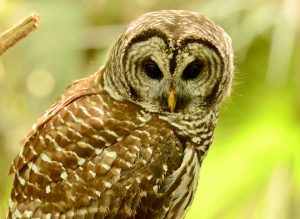 Photography Tour @ Babcock Ranch Eco Tour
