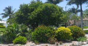Intro to FL Friendly Landscaping @ Rotary Park