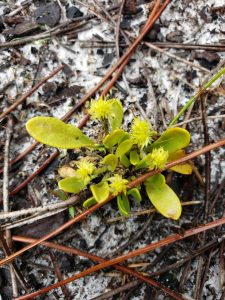Guided Nature Hike - Saturday @ Koreshan State Park
