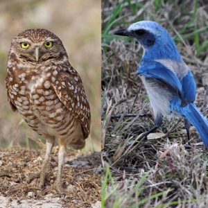 Nature of Cape Coral Bus Tour @ Rotary Park