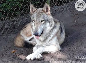 Shy Wolf Sanctuary Program @ Rotary Park