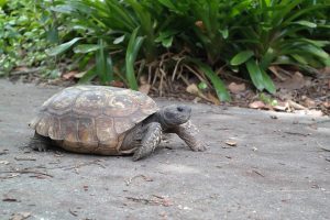 Nile Monitors in Cape Coral Program @ Rotary Park