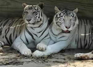 Quarter Auction to benefit The Octagon Wildlife Sanctuary @ Applebee's