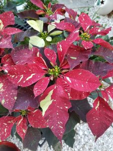 Garden Class – A Fresh Look At Holiday Plants @ Fort Myers-Lee County Garden Council