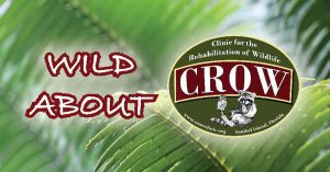 WILD about CROW @ The Burroughs Home And Gardens