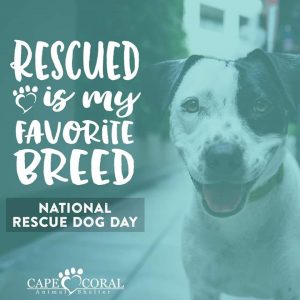 Quarter Auction To Benefit The Cape Coral Animal Shelter @ Latitude 78