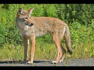 Coyotes in Cape Coral Program @ Rotary Park