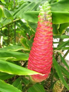 Garden Class – Introduction To Florida Gardening @ Fort Myers-Lee County Garden Council