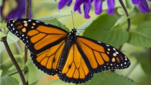 Plant Sale "March in the Park" @ Jaycee Park