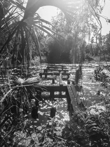 Babcock Ranch Photography Tour @ Babcock Ranch Eco Tour