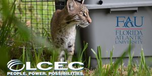 Speaker Series Presented by LCEC: Bobcat Spatial Ecology in the Everglades @ Online