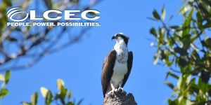 Speaker Series Presented by LCEC: The Story of Ospreys @ Online